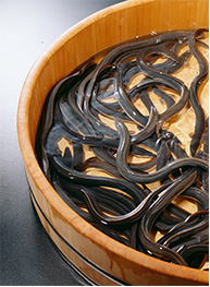 Introducing Delicious eels in Hamamatsu